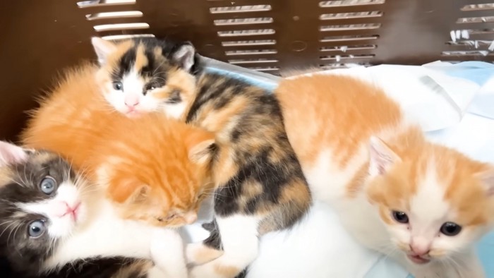 保護当時の4匹の子猫たちの様子