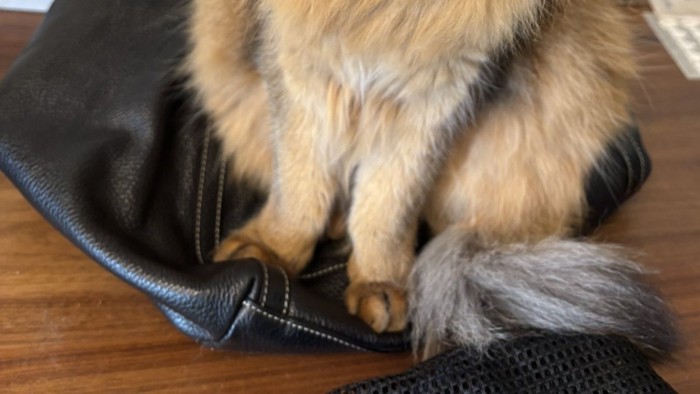 カバンに座る猫の足元