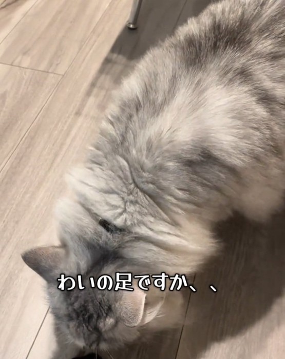 靴下の匂いを嗅ぐ猫