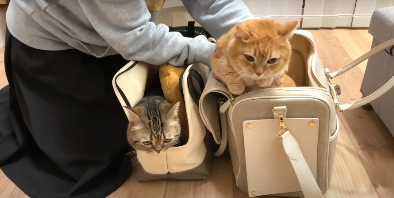 キャリーの中に2匹の猫