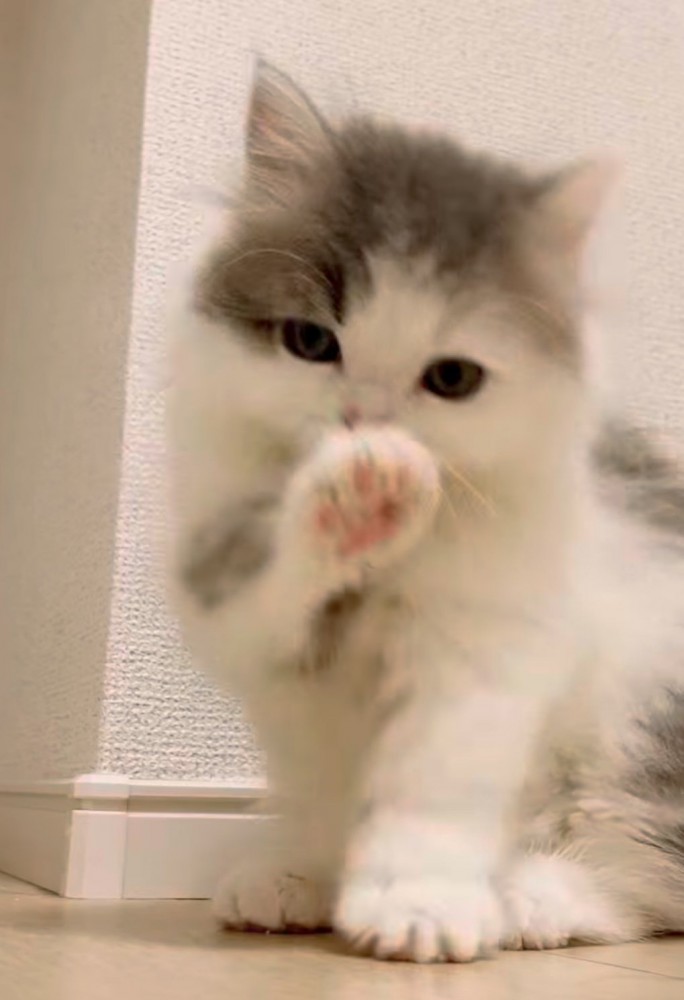 手をなめる猫の写真