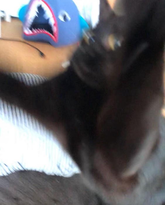 カメラを見る黒猫