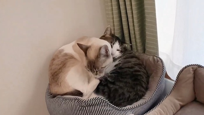 猫ベッドで寝る2匹の猫