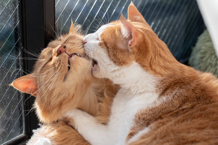 片方の猫に噛みつく猫