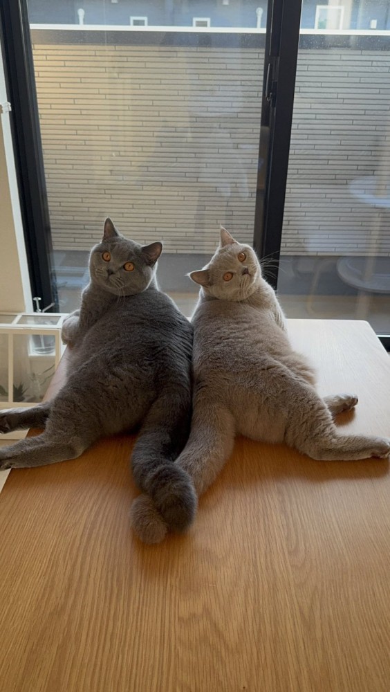 背中合わせで寝転んでいる2匹の猫