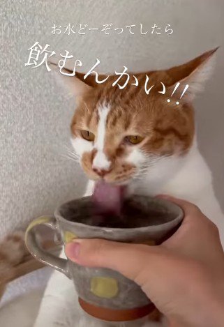 正面を向いたまま水を飲む猫