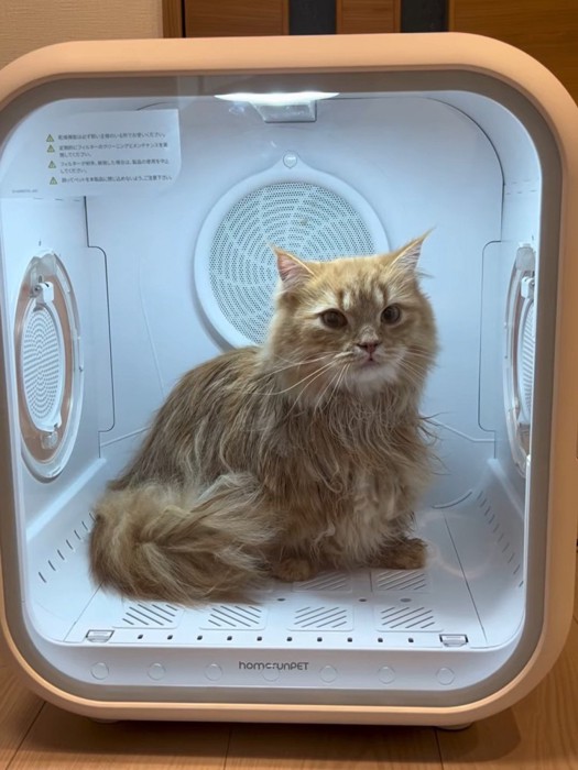 ドライルームの中にいる猫
