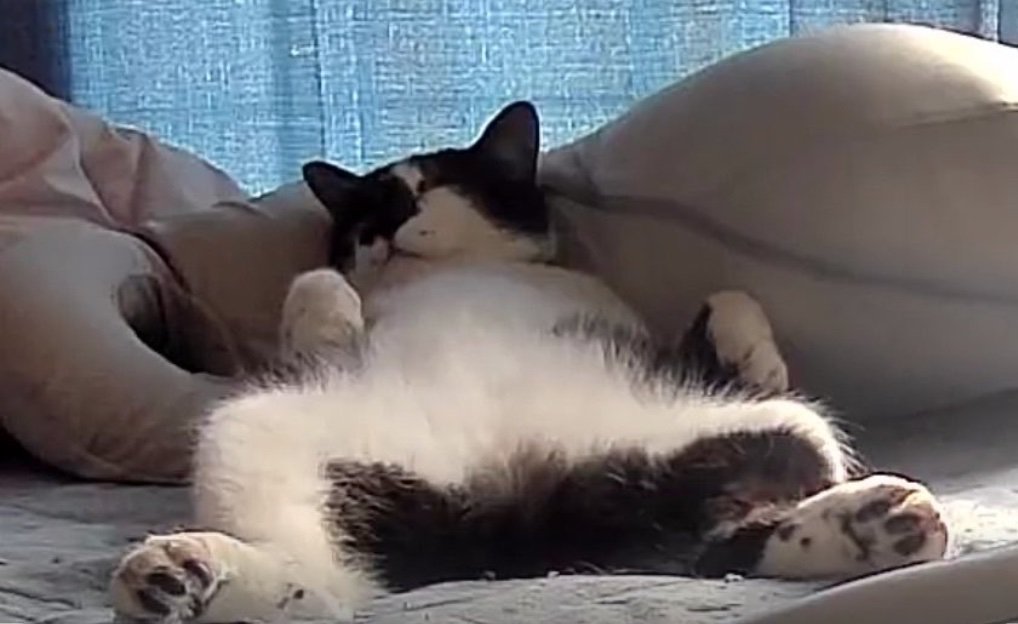 足を広げて眠る猫