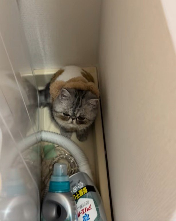 洗濯機の横から動かない猫