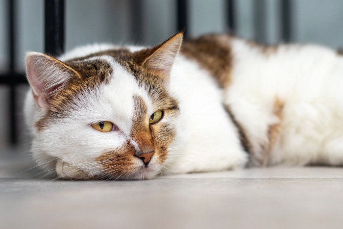 床で寝転んでいる猫