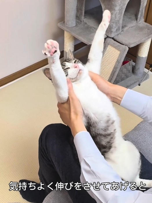 バンザイする猫