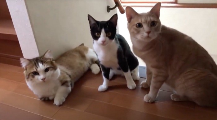 飼い主を見つめる3頭の猫