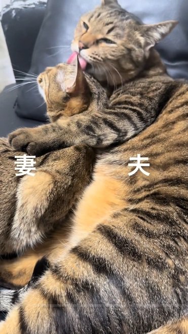 ベンガル猫の頭をなめているキジトラ