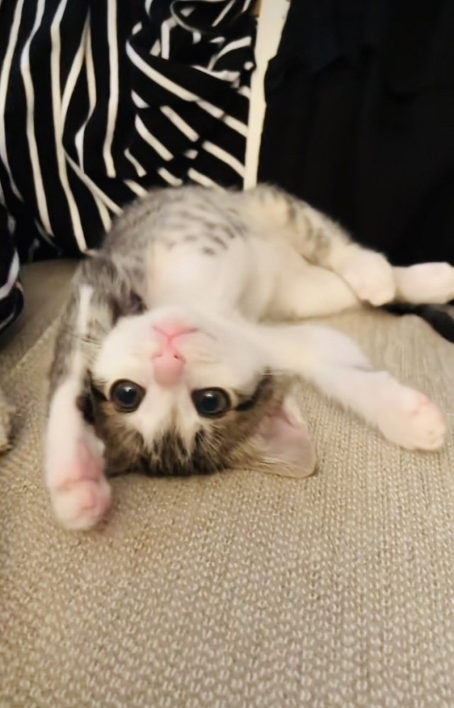 仰向けに寝転がる子猫