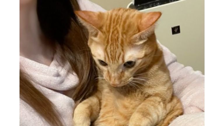 抱かれている猫