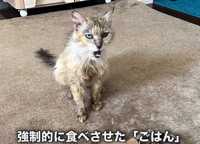 ご飯の前に座る猫