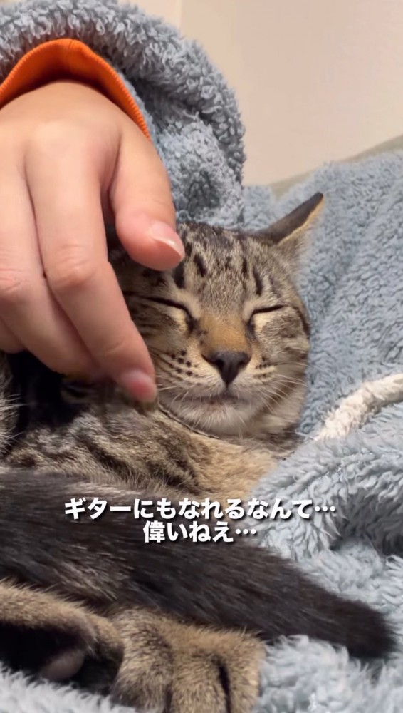 飼い主の指で頬を撫でられる猫