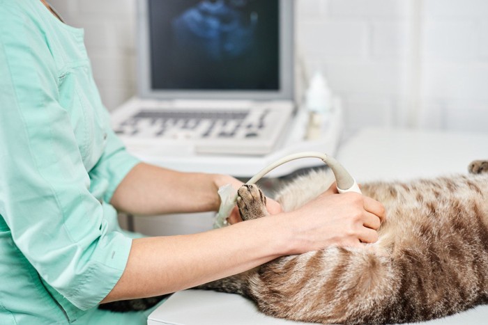 エコーを受ける猫