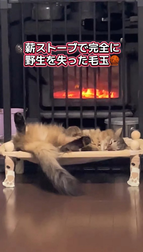 ストーブの火にあたって眠る猫