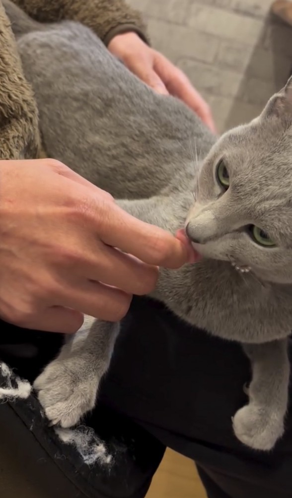 人の手を舐める猫の写真