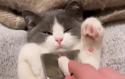 目を細める子猫