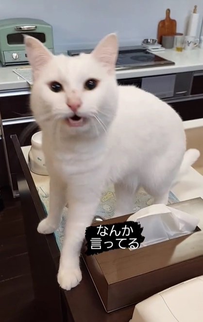 訴える猫