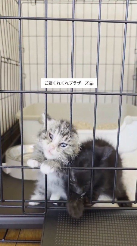 ケージの隙間に顔をねじ込むキジトラ猫