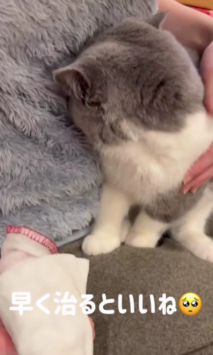 飼い主に顔をうずめる猫