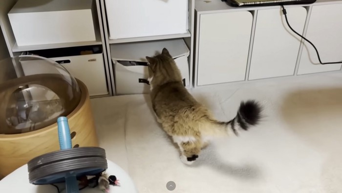 ボックスをのぞき込む猫ちゃんの後ろ姿