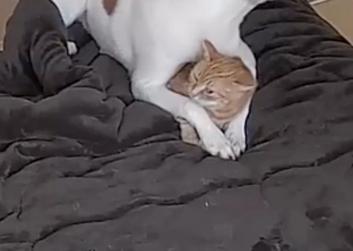 抱きしめられていた猫