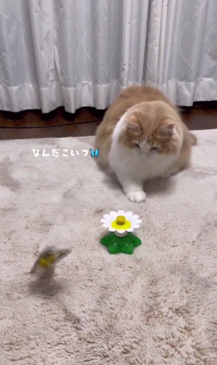 おもちゃで遊ぶ猫