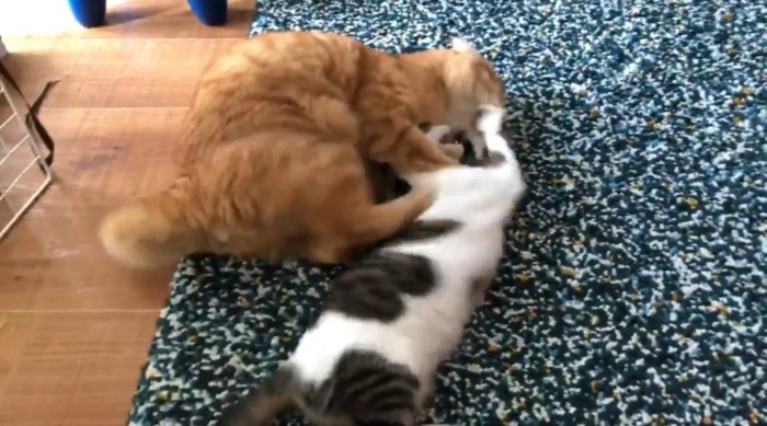 ケンカする猫2匹2