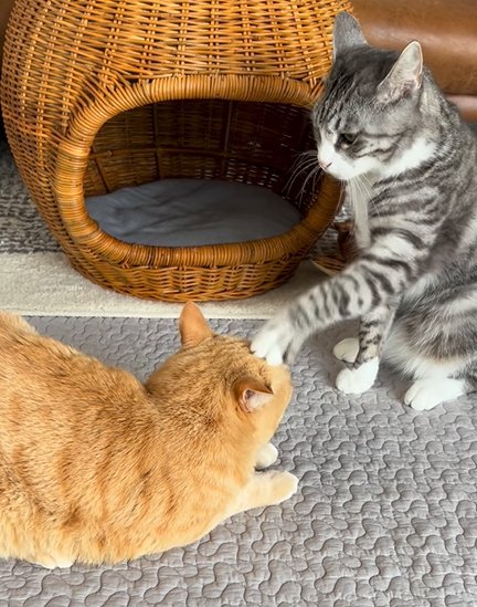 左前足の手のひらで茶トラ猫を触るサバ白猫