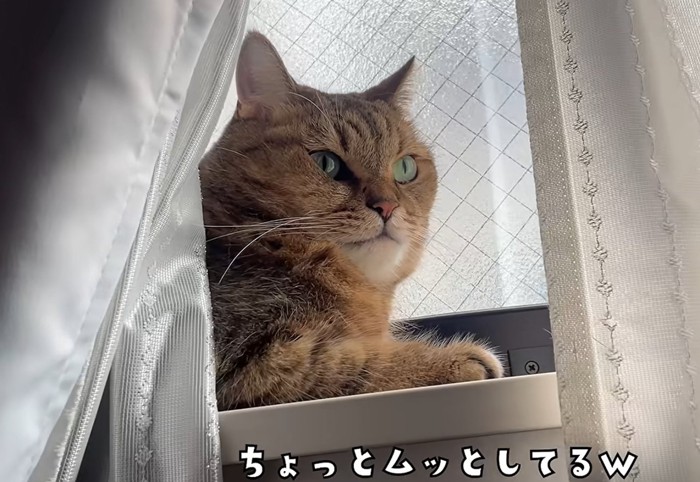 窓の桟で寛ぐ猫(ちょっとムッとしてるw)