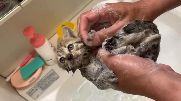 保護当時のタロちゃん