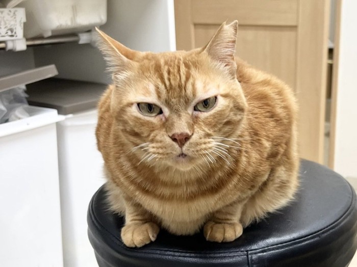 椅子に座りこむ茶トラ猫