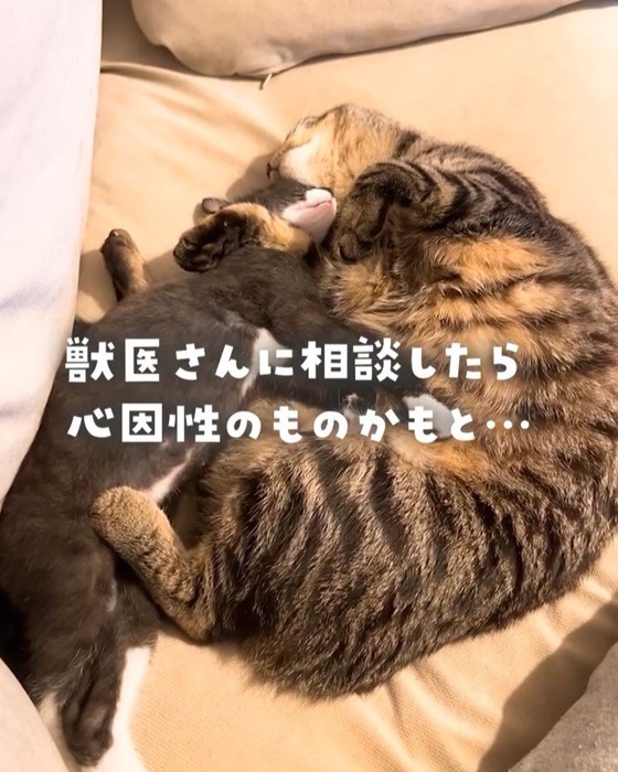 寄り添って寝る成猫と子猫