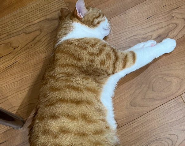 横になって寛ぐ猫の上半身