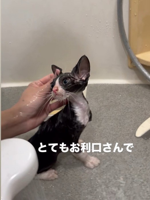 シャンプーされる子猫