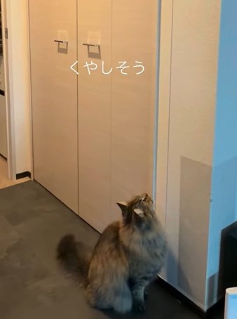 壁を見上げる猫（くやしそう）