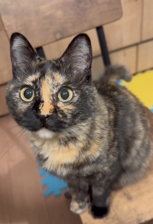 カメラ目線の猫