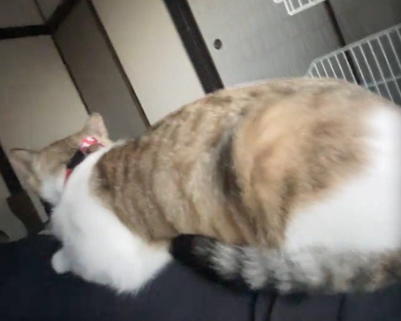 人の上に座る猫