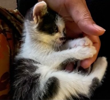 子猫時代のダイフクくん