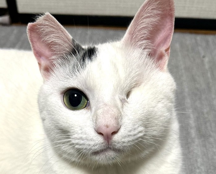 現在のよもぎちゃん