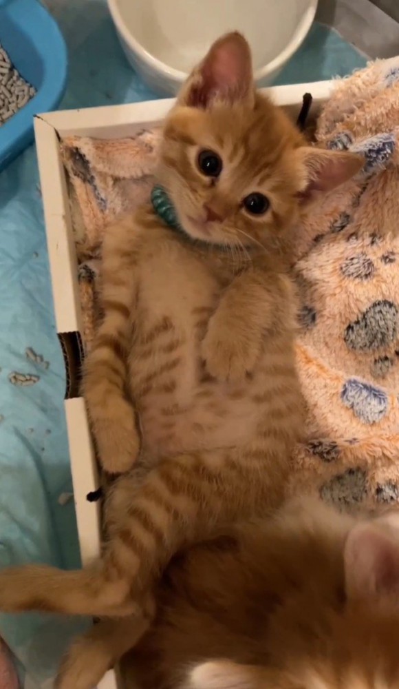 へそ天の茶トラ