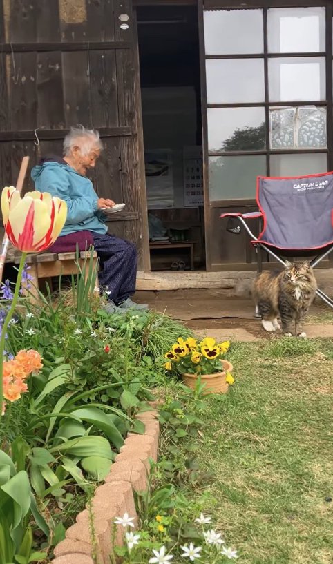 縁側に座ってお皿を持っているおばあちゃんの近くにいる猫