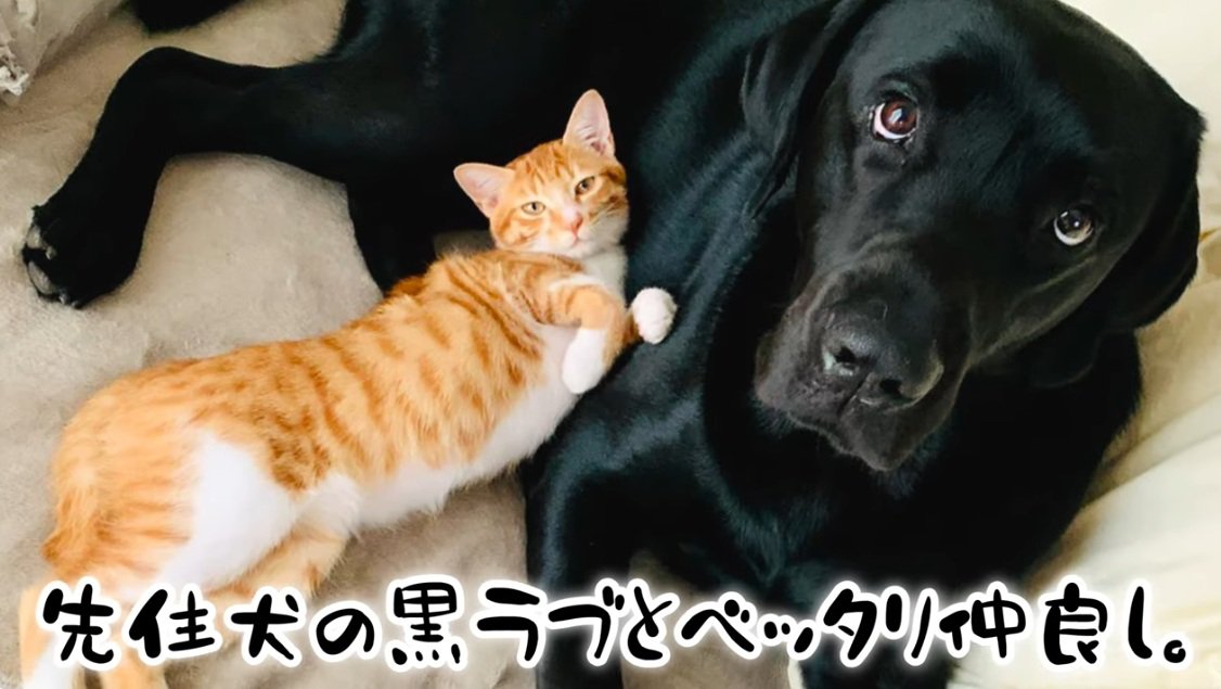 ラブラドールのそばでお腹をみせている茶トラ猫