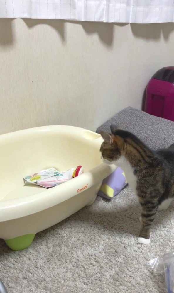 ベビーバスを見る猫