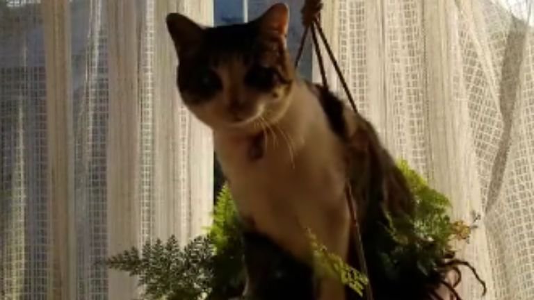 プランターに乗っている猫