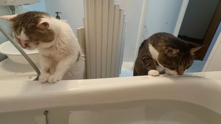 お風呂場にいる猫